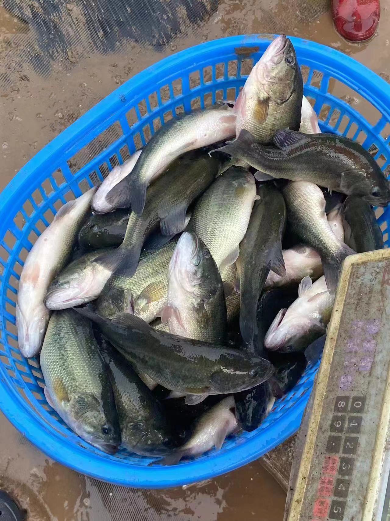 水產(chǎn)養(yǎng)殖納米銀抗菌水溶液實用反饋，效果明顯！