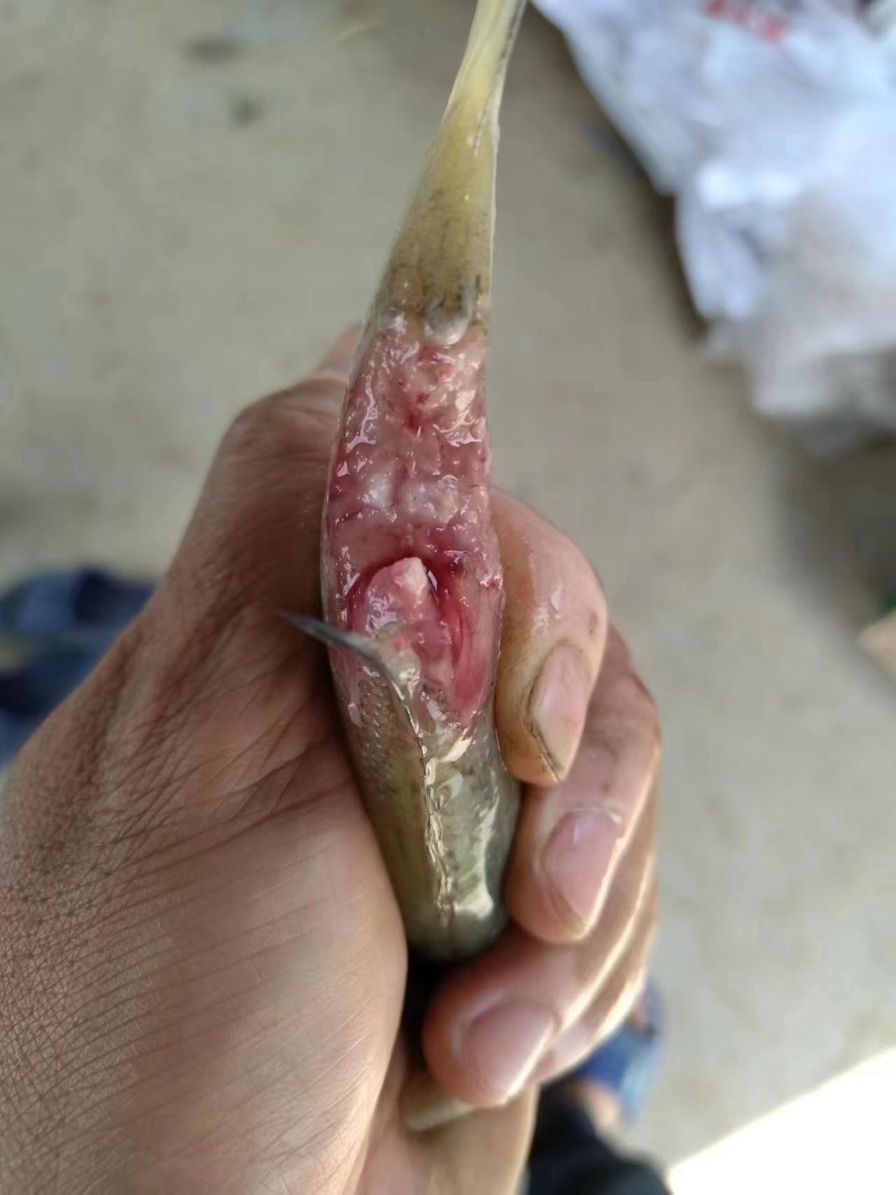 水產(chǎn)養(yǎng)殖納米銀抗菌水溶液實用反饋，效果明顯！