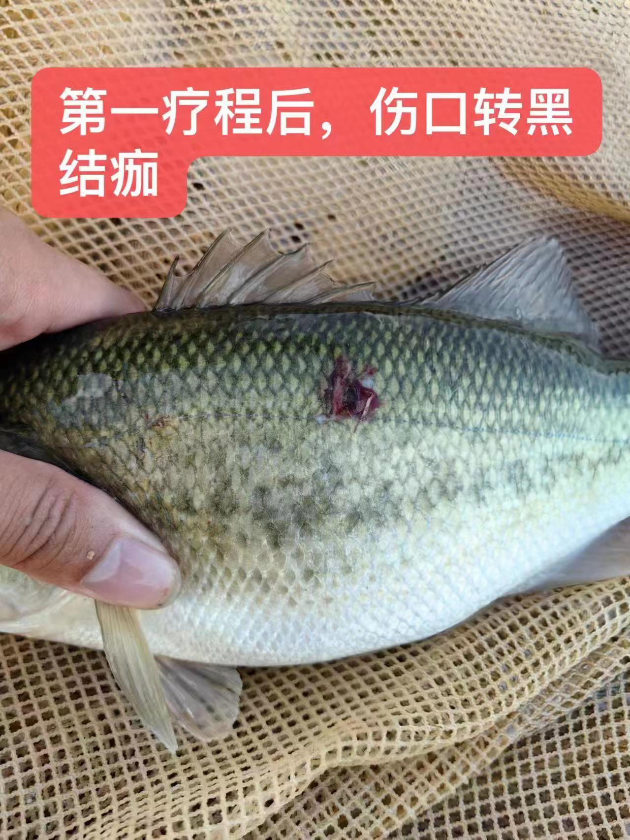 水產(chǎn)養(yǎng)殖納米銀抗菌水溶液實用反饋，效果明顯！