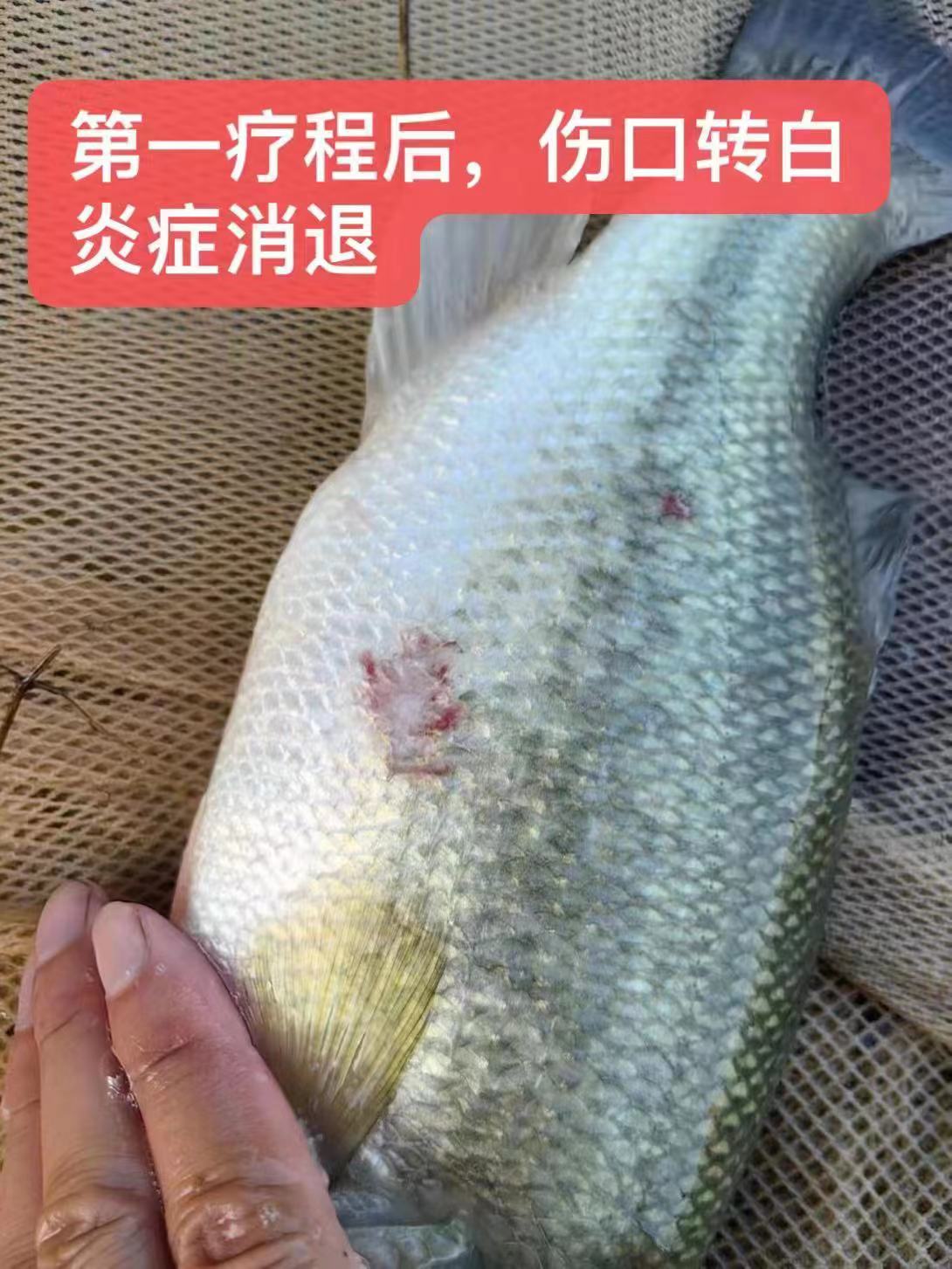 水產(chǎn)養(yǎng)殖納米銀抗菌水溶液實用反饋，效果明顯！